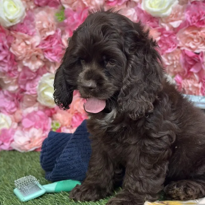 Female Cocker Spaniel Puppy for Sale in Saugus, MA