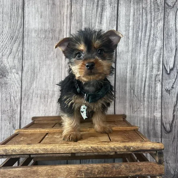 Male Silky Terrier puppy named Ratchet for sale at Pet Express Saugus.