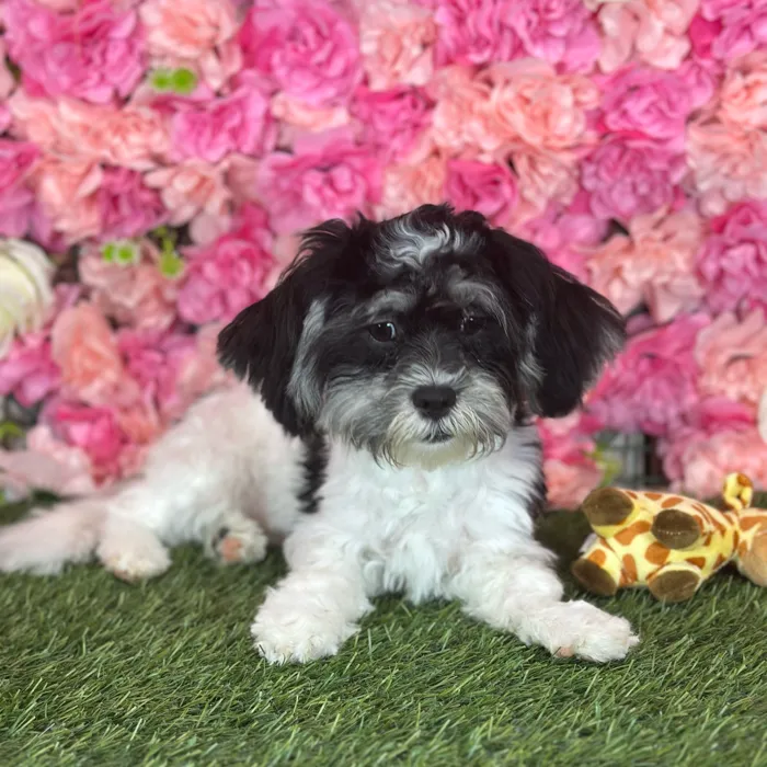 Male Lhatese puppy named Ritchie for sale at Pet Express Saugus.