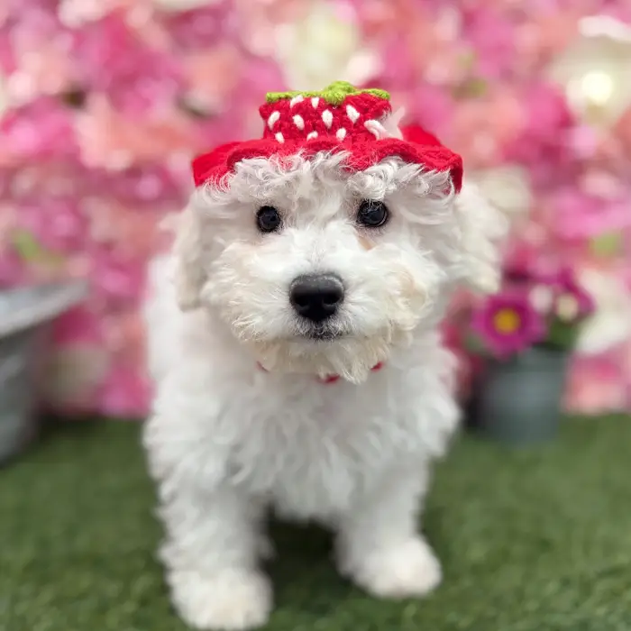 Male Bichon Frise Puppy for Sale in Braintree, MA