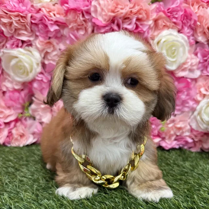 Male Lhasa Apso Puppy for Sale in Braintree, MA