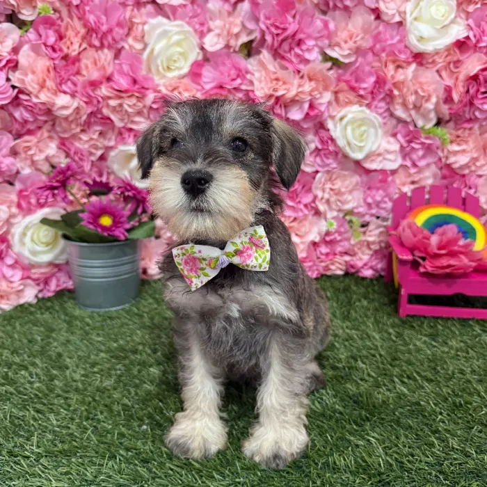 Male Miniature Schnauzer Puppy for Sale in Braintree, MA