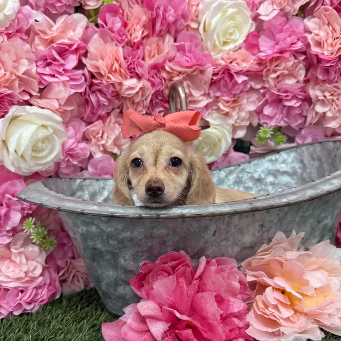 Female Dachshund Puppy for Sale in Braintree, MA