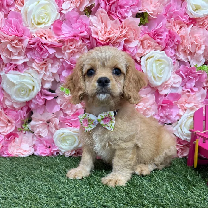Male Cavapoo 2nd Gen Puppy for Sale in Braintree, MA