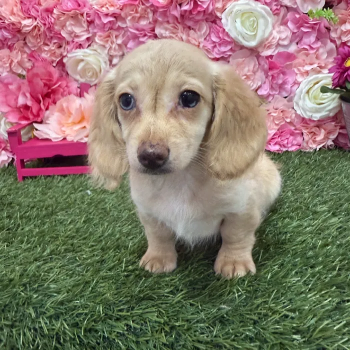 Female Dachshund Puppy for Sale in Braintree, MA