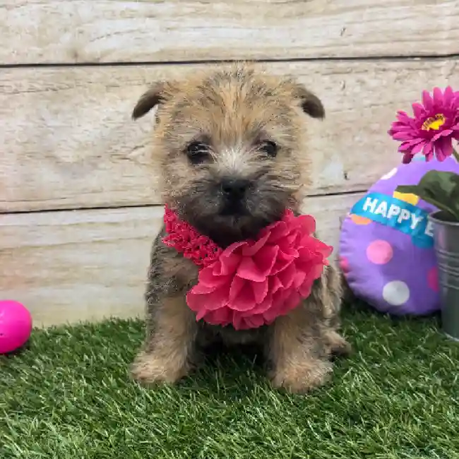 Female Cairn Terrier Puppy for Sale in Braintree, MA