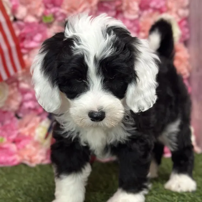 Male Mini Sheepadoodle Puppy for Sale in Saugus, MA