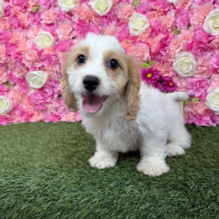 Male Cavachon puppy named Dunkin for sale at Pet Express Braintree.