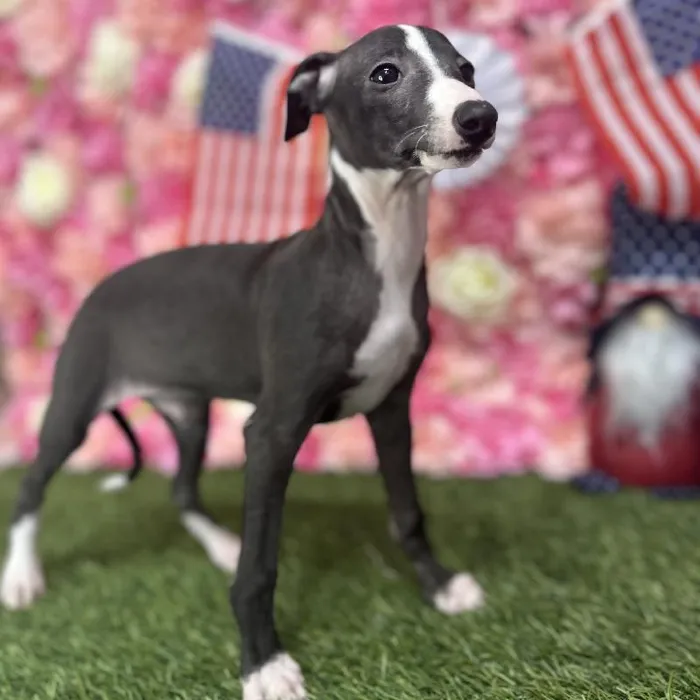 Male Italian Greyhound Puppy for Sale in Saugus, MA