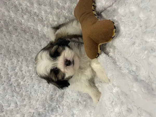 Male Malshi puppy named Pele for sale at Pet Express Braintree.