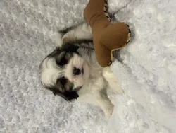 Male Malshi puppy named Pele for sale at Pet Express Braintree.