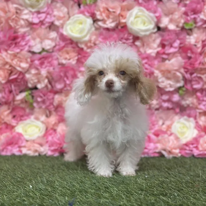 Female Poodle Toy Puppy for Sale in Saugus, MA