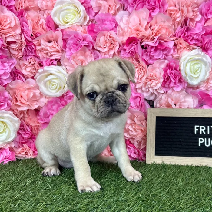 Female Pug puppy named Frida for sale at Pet Express Braintree.