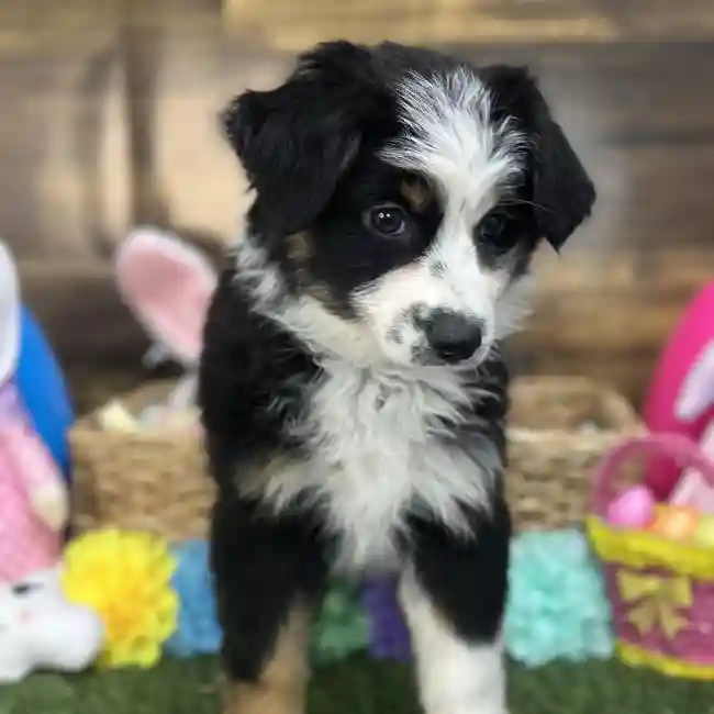 Female Miniature Australian Shepherd Puppy for Sale in Saugus, MA
