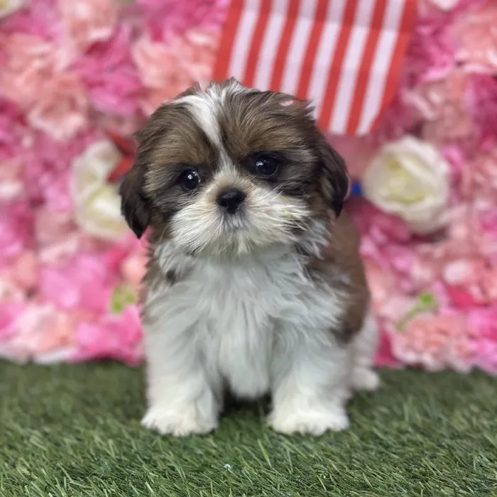 Female Shih Tzu Puppy for Sale in Saugus, MA