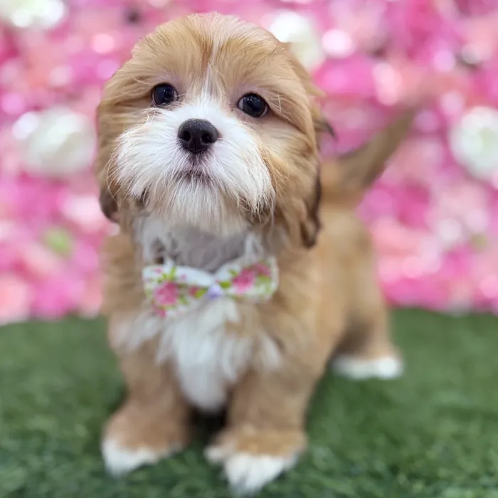 Male Lhasa Apso Puppy for Sale in Braintree, MA