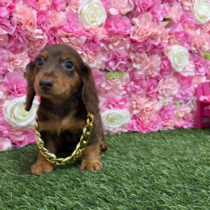 Male Dachshund Puppy for Sale in Braintree, MA