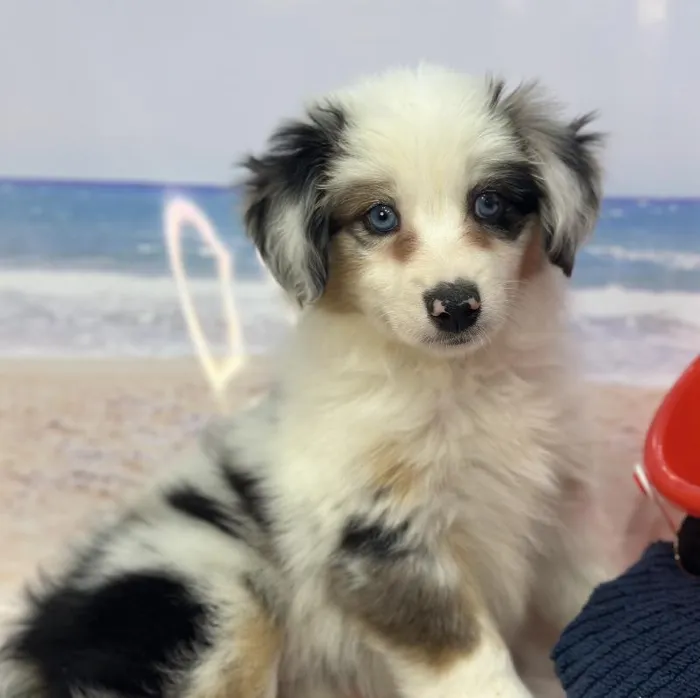 Female Miniature Australian Shepherd Puppy for Sale in Saugus, MA