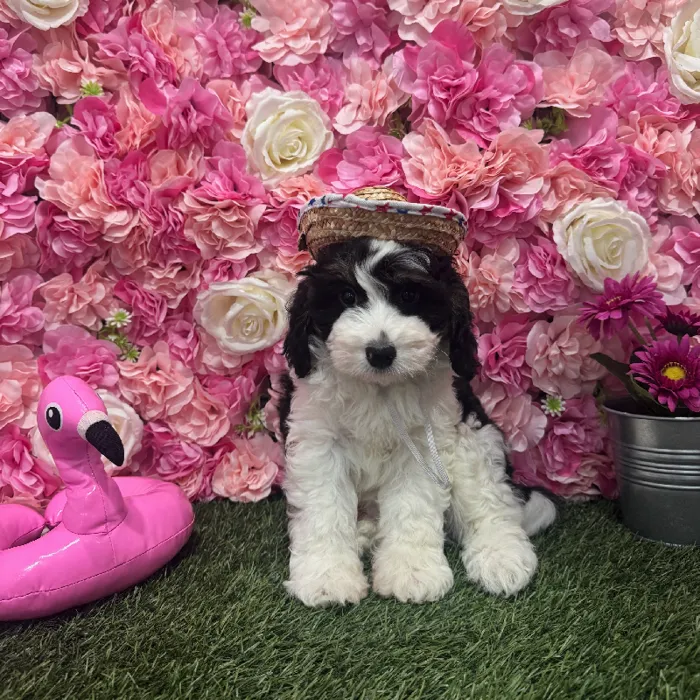 Male Mini Bernedoodle 2nd Gen Puppy for Sale in Braintree, MA