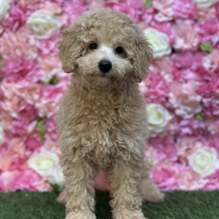 Female Mini Goldendoodle F1BB Puppy for Sale in Saugus, MA