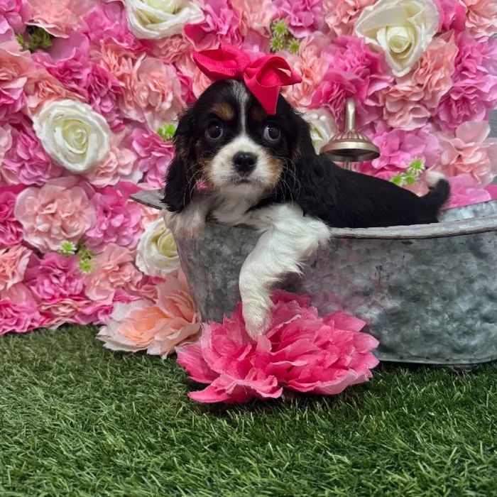 Female Cavalier King Charles Spaniel Puppy for Sale in Braintree, MA