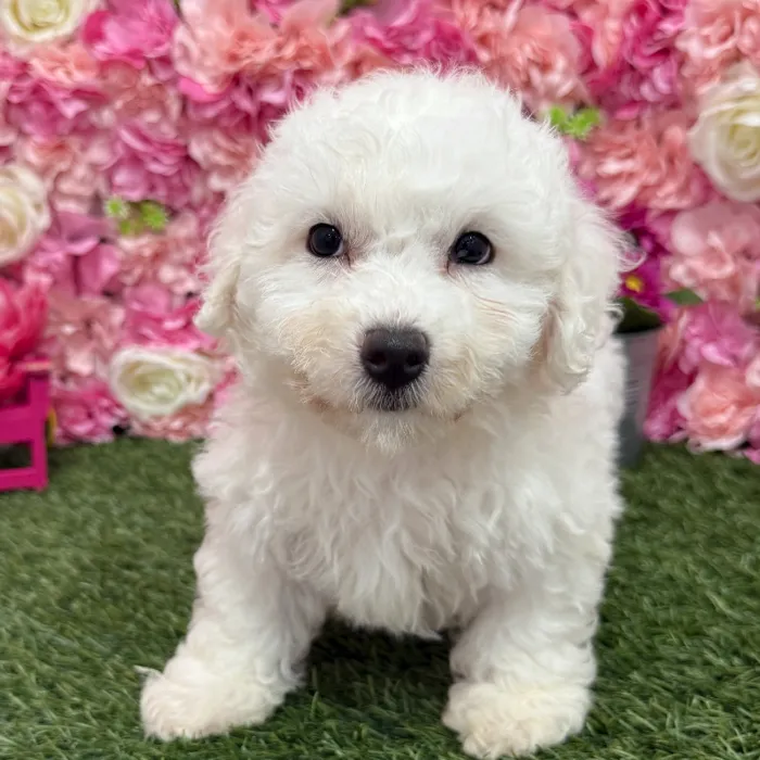 Female Bichon Frise Puppy for Sale in Braintree, MA
