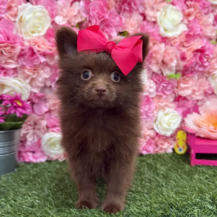 Female Pomeranian Puppy for Sale in Braintree, MA