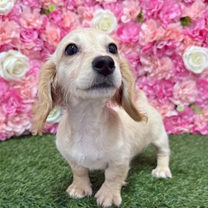 Male Dachshund Puppy for Sale in Braintree, MA