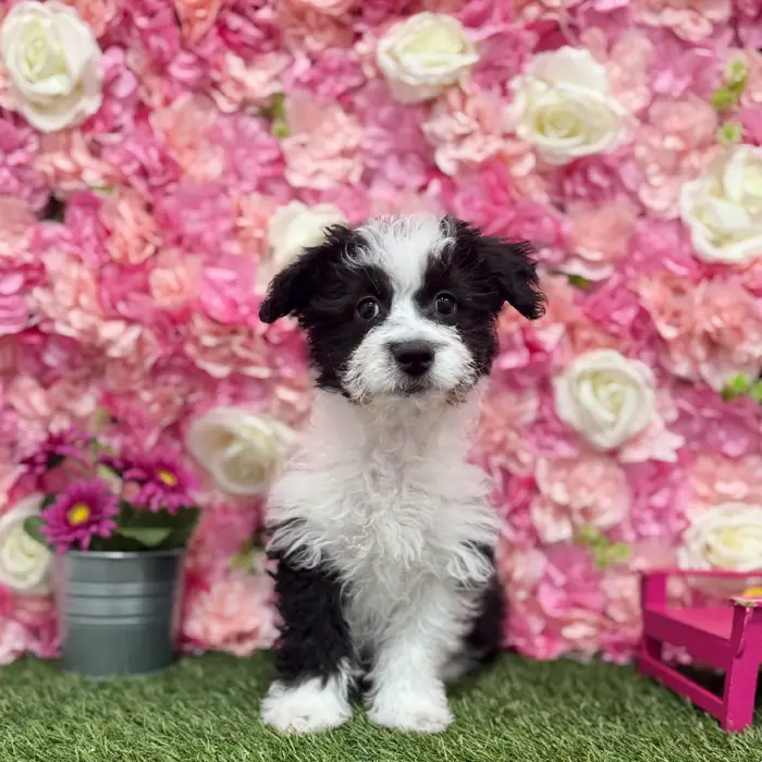 Female Aussiechon Puppy for Sale in Braintree, MA