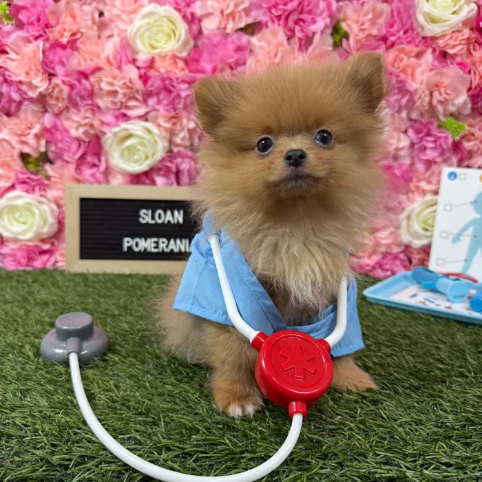 Male Pomeranian puppy named Sloan for sale at Pet Express Braintree.