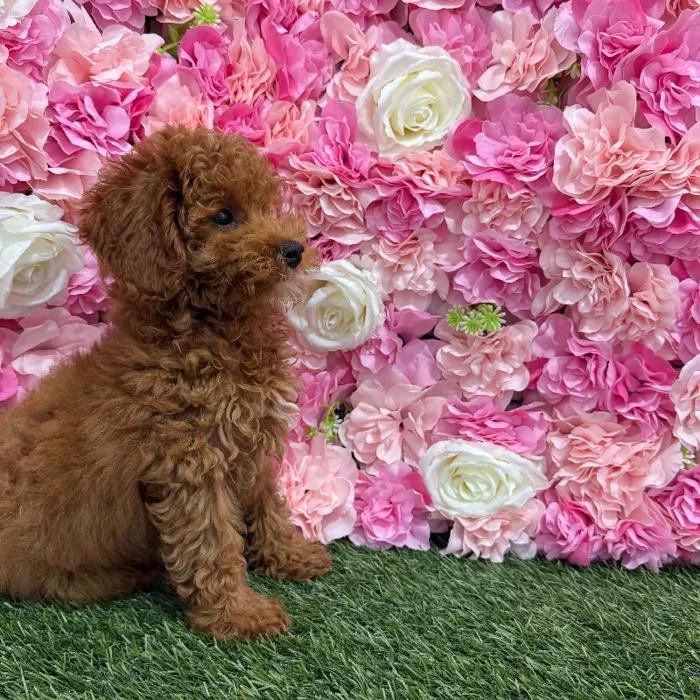 Male Poodle Toy Puppy for Sale in Braintree, MA