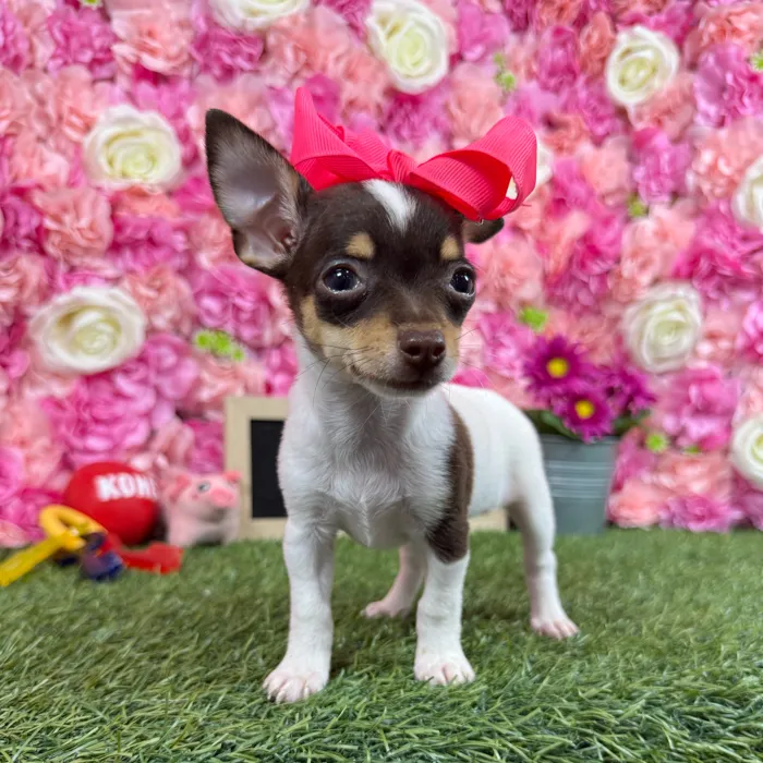 Female Taco Terrier (Toy Fox/Chi) puppy named Chica for sale at Pet Express Braintree.