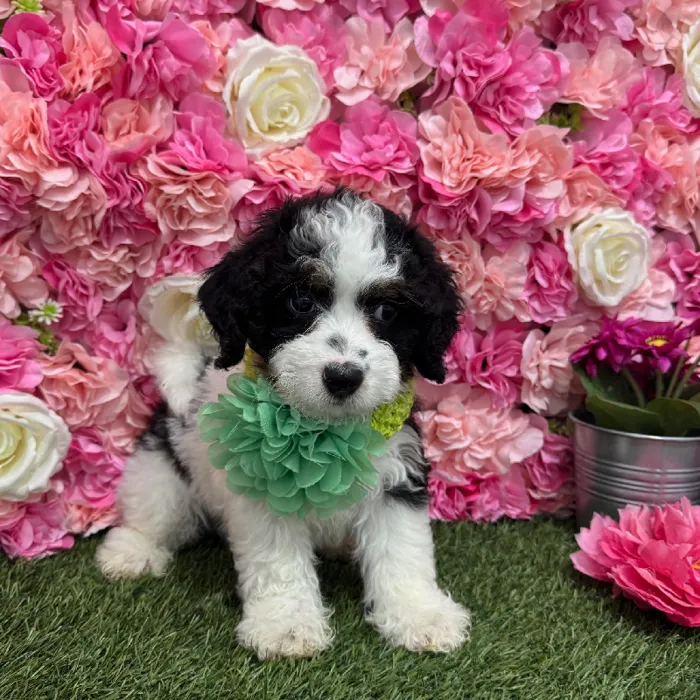 Female Mini Bernedoodle 2nd Gen Puppy for Sale in Braintree, MA