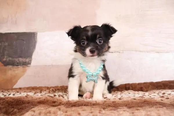 Female Chihuahua puppy named Mollie for sale at Pet Express Braintree.