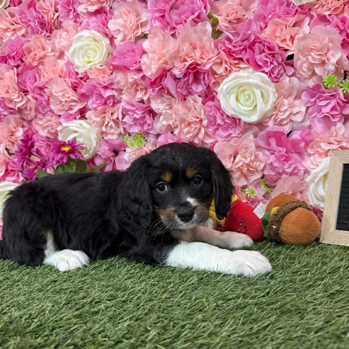 Male Aussalier puppy named Diego for sale at Pet Express Braintree.