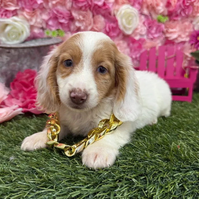 Male Dachshund Puppy for Sale in Braintree, MA