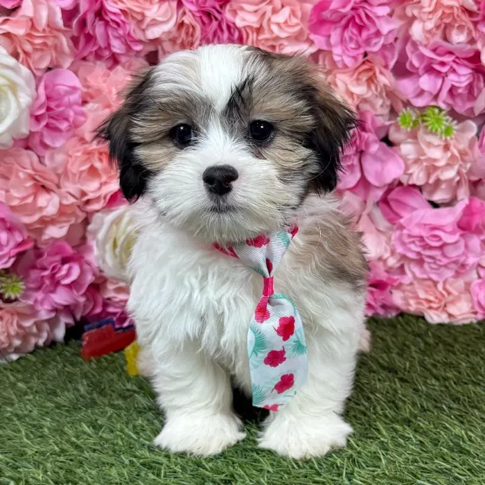Male Malshi puppy named Pablo for sale at Pet Express Braintree.