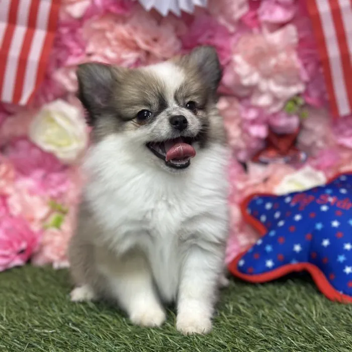 Female Pomimo Puppy for Sale in Saugus, MA