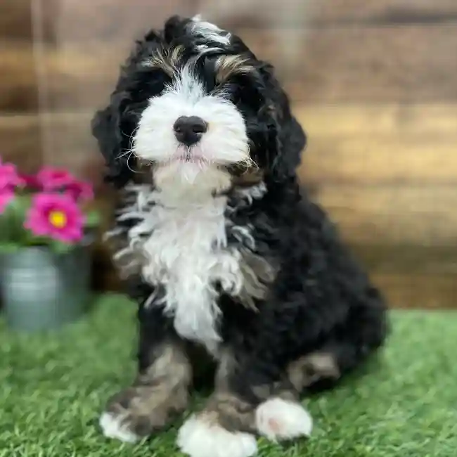 Male Mini Bernedoodle 2nd Gen Puppy for Sale in Braintree, MA
