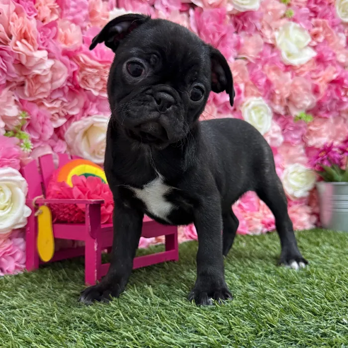 Female Bugg Puppy for Sale in Braintree, MA