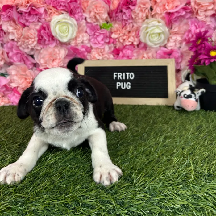 Male Pug puppy named Frito for sale at Pet Express Braintree.