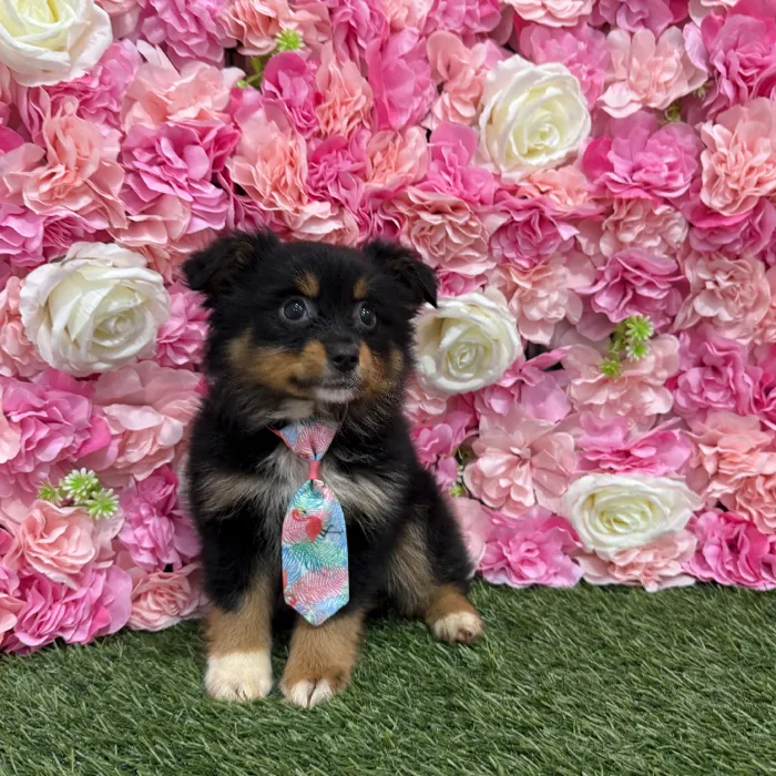 Male Toy Australian Shepherd Puppy for Sale in Braintree, MA