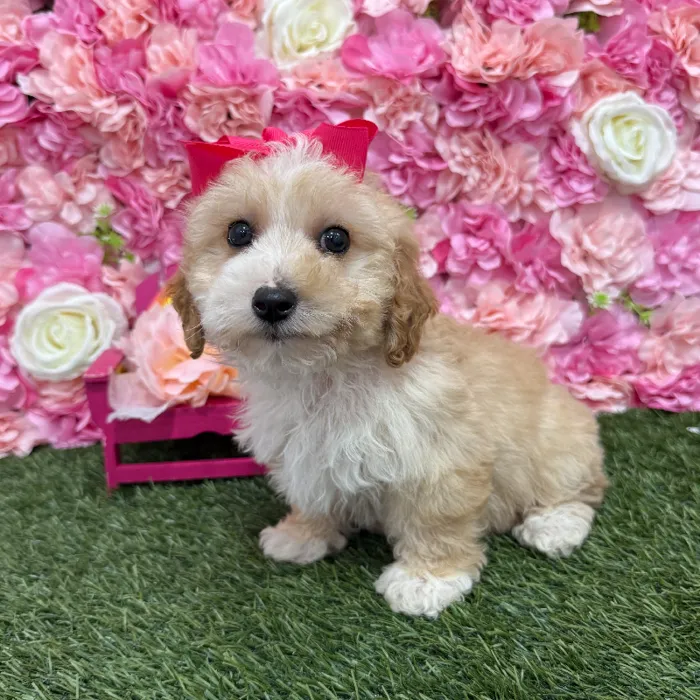 Female Mini Goldendoodle 2nd Gen Puppy for Sale in Braintree, MA