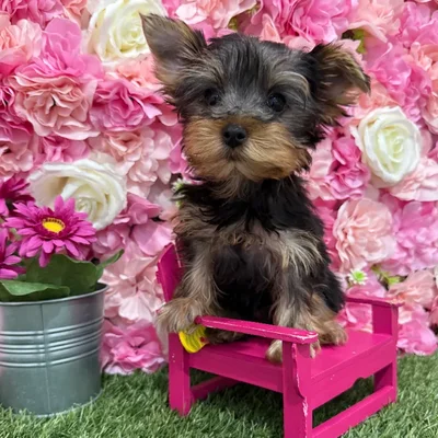 Female Yorkshire Terrier Puppy for Sale in Braintree, MA