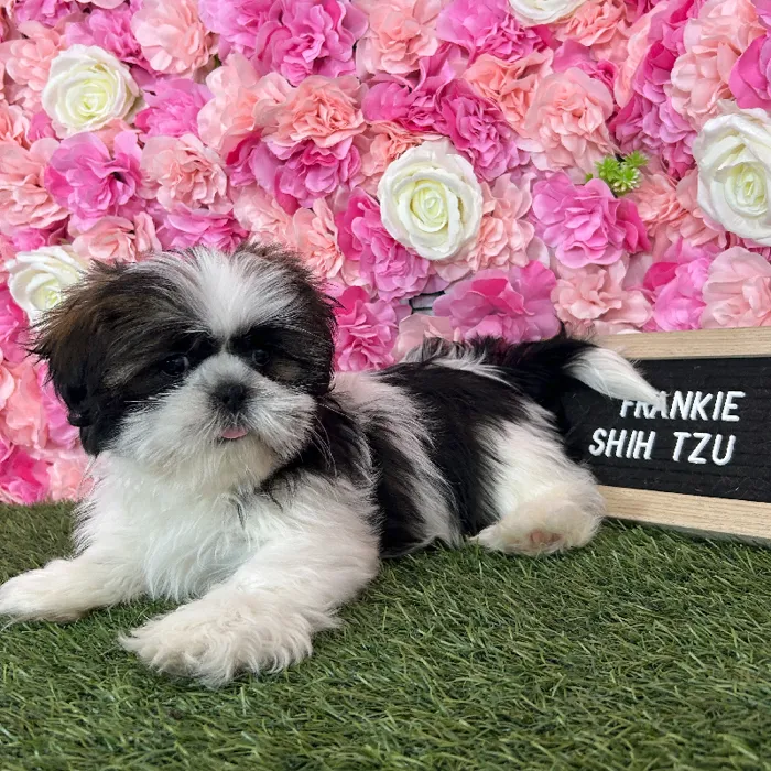 Male Shih Tzu puppy named Frankie for sale at Pet Express Braintree.