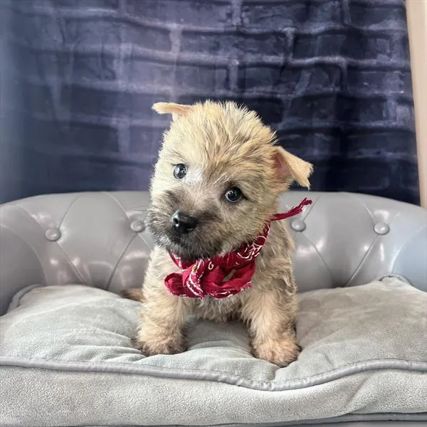 Male Cairn Terrier puppy named Julio for sale at Pet Express Braintree.