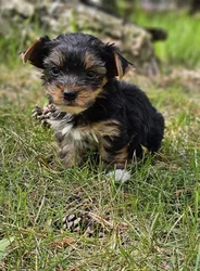 car_main_img_/media/ap_media/pets/TGOUBXJGPXVS188773.webp.250x250_q85.webp