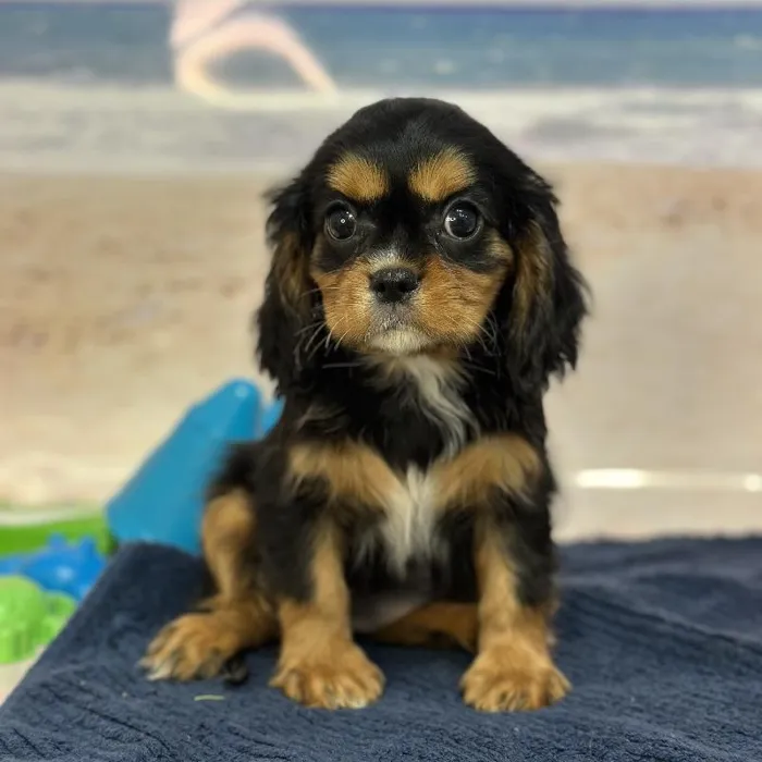 Female Cavalier King Charles Spaniel Puppy for Sale in Braintree, MA
