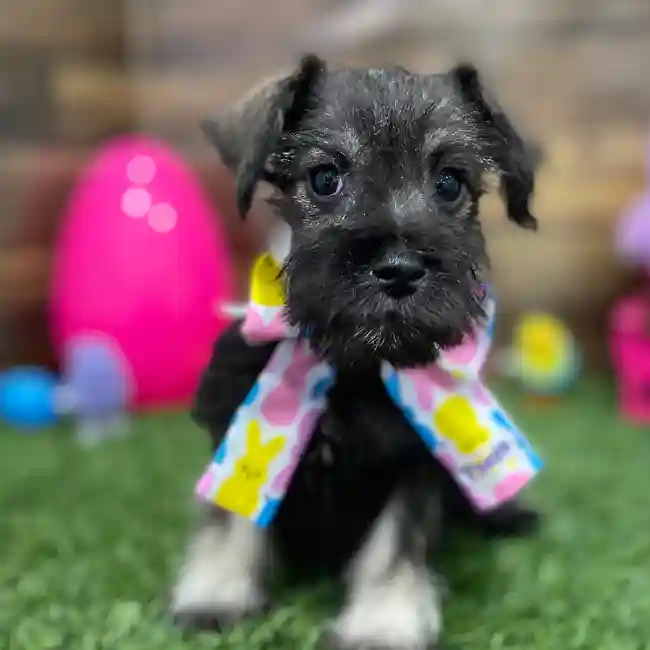 Female Miniature Schnauzer Puppy for Sale in Braintree, MA