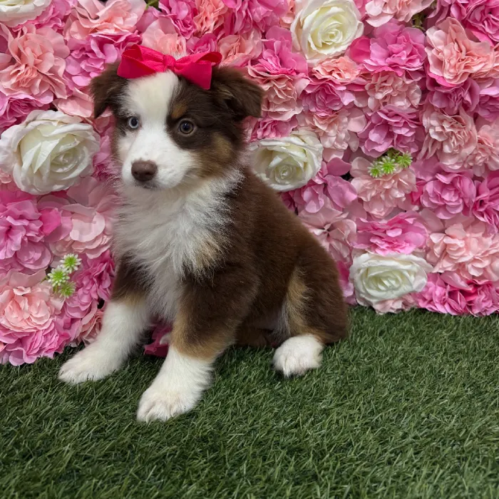 Female Miniature Australian Shepherd Puppy for Sale in Braintree, MA